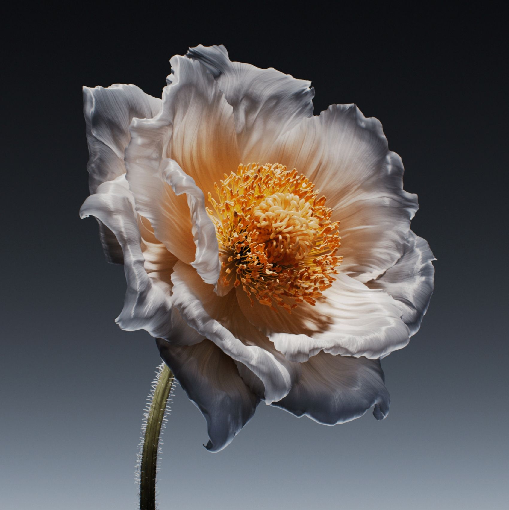 Journey to Bloom-绽放之旅图片