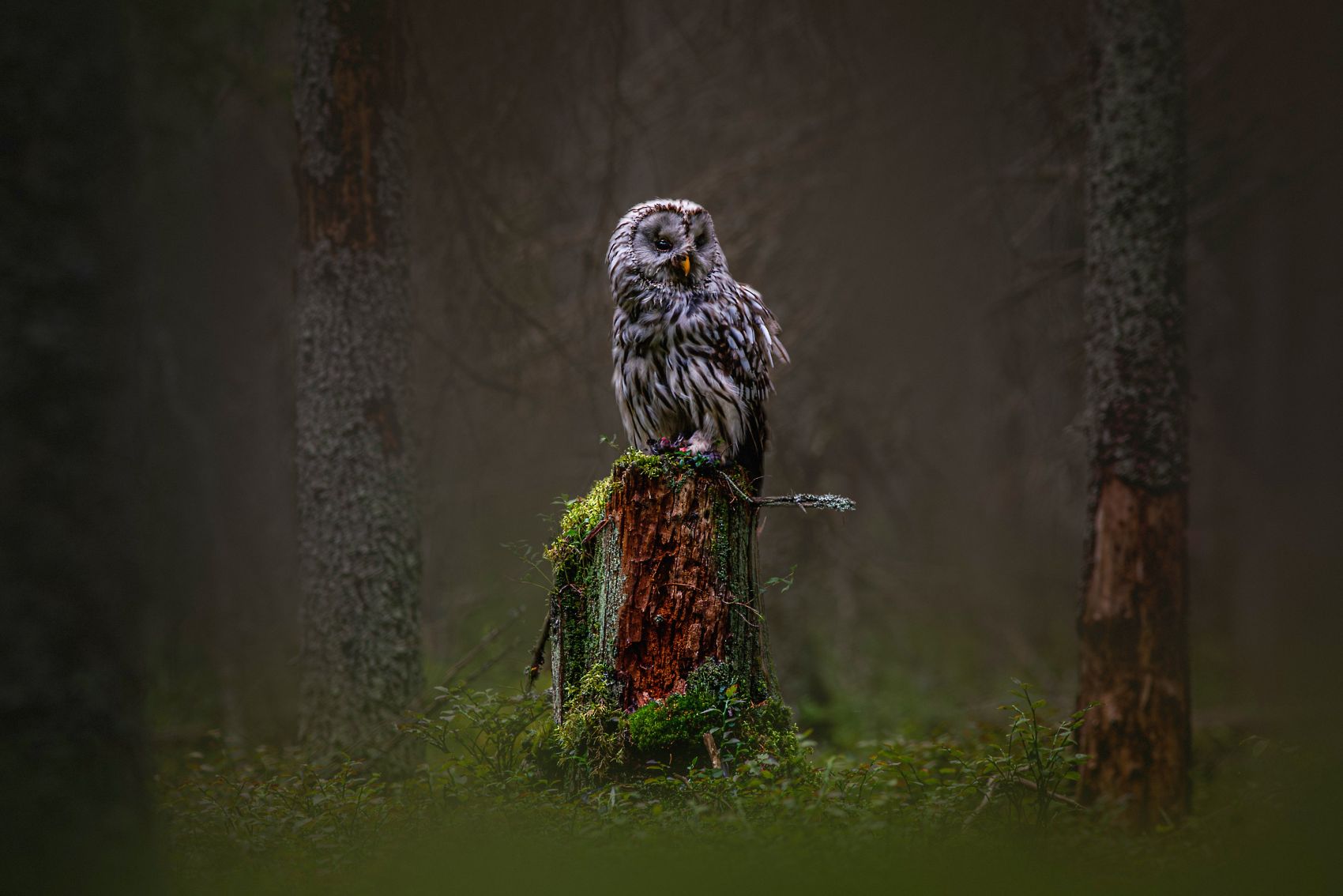 树桩上的猫头鹰鸟图片