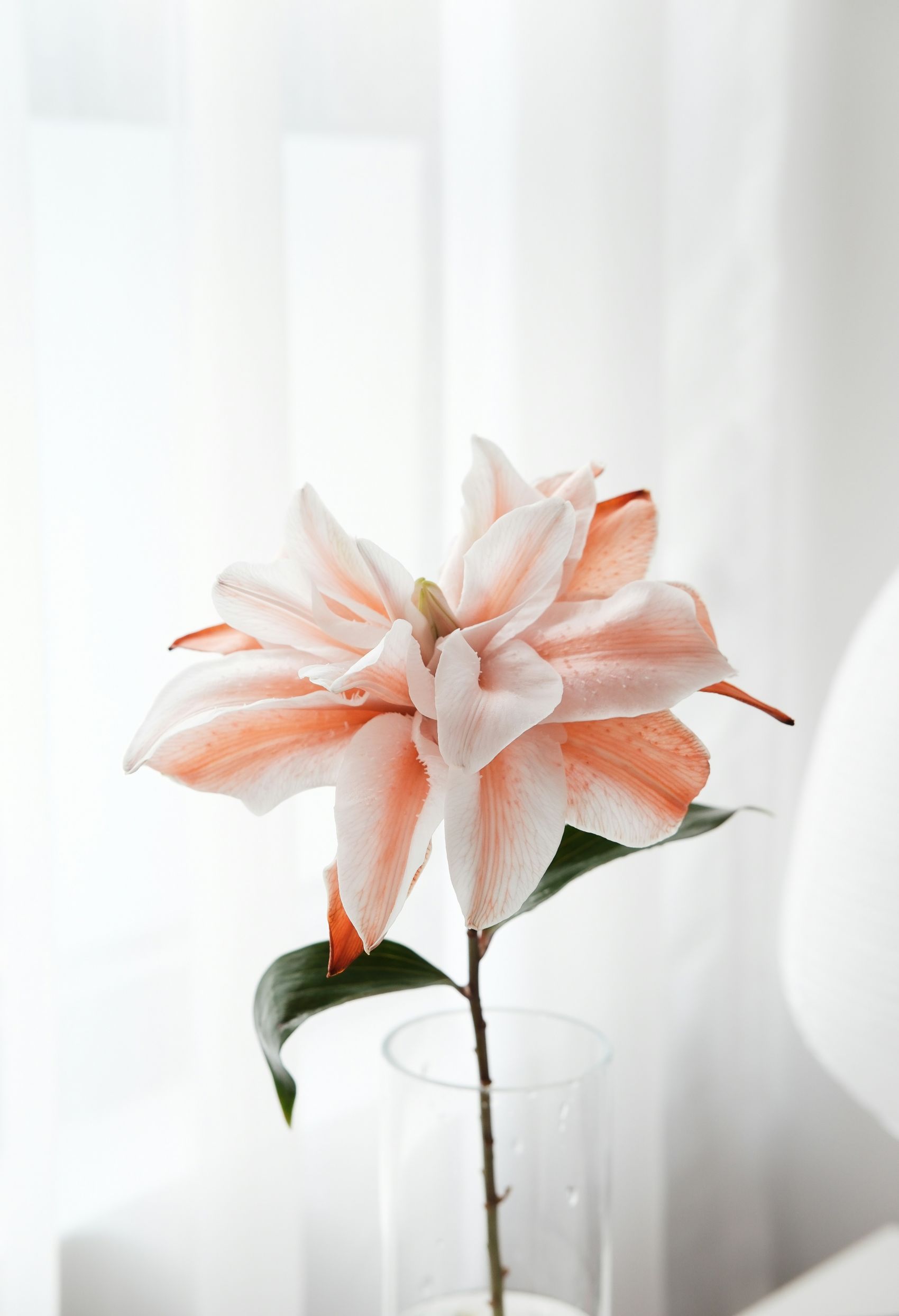 粉红色圣母百合花瓣图片