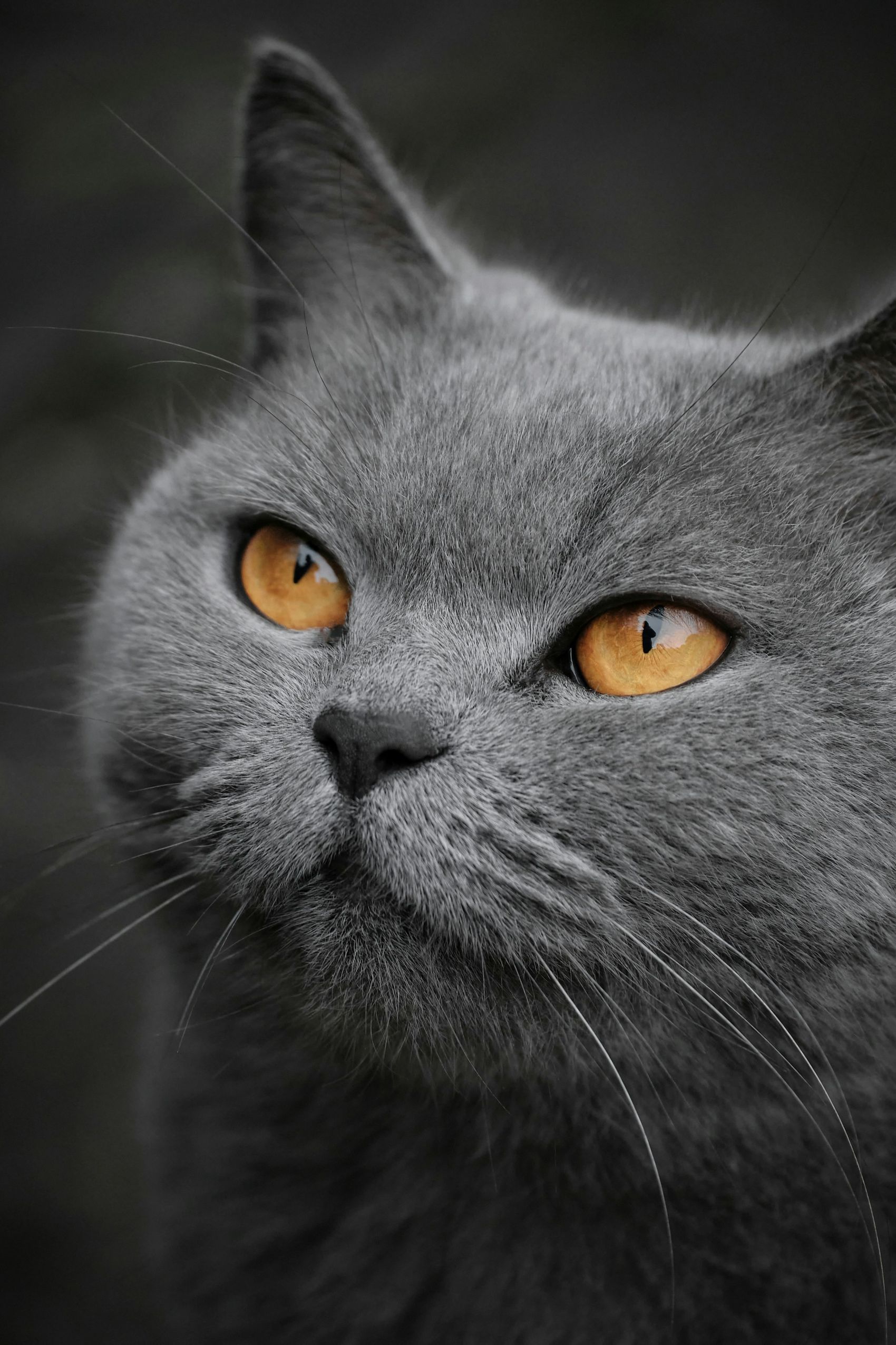 灰色英国短尾猫图片