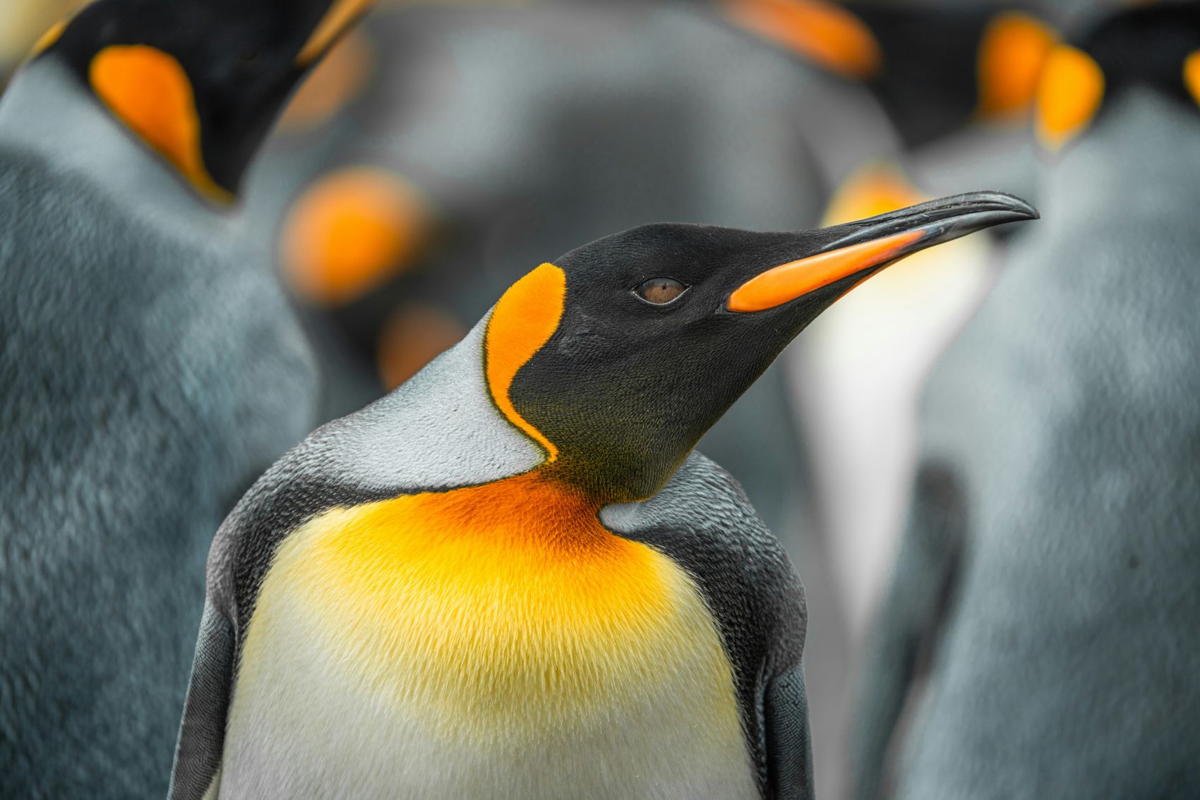 成群的帝王企鹅图片