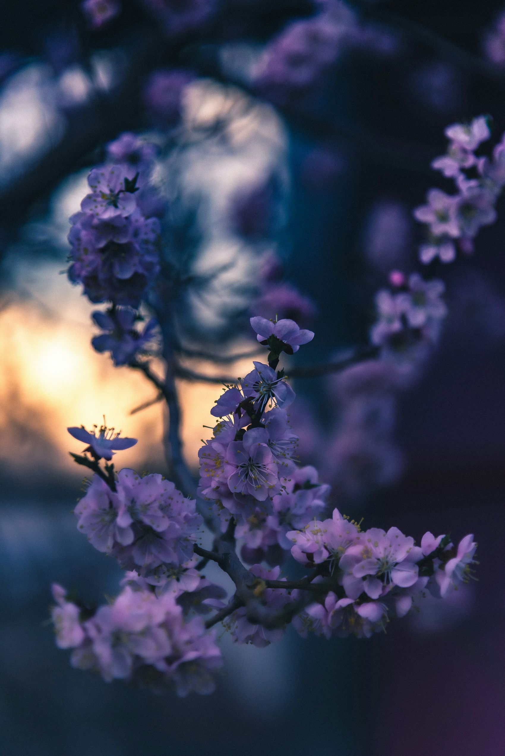 紫色花瓣图图片