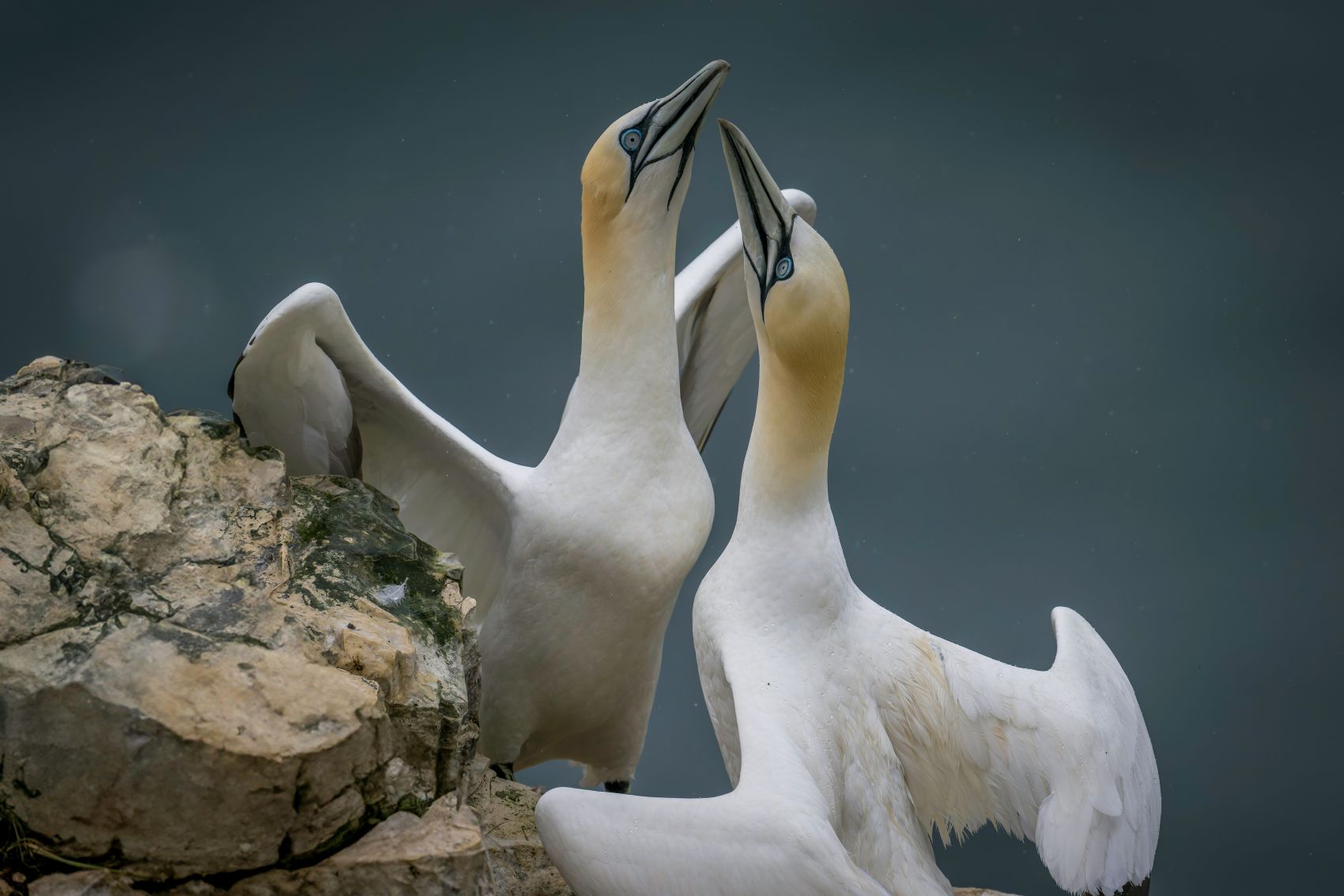 岸边嬉闹的塘鹅图片