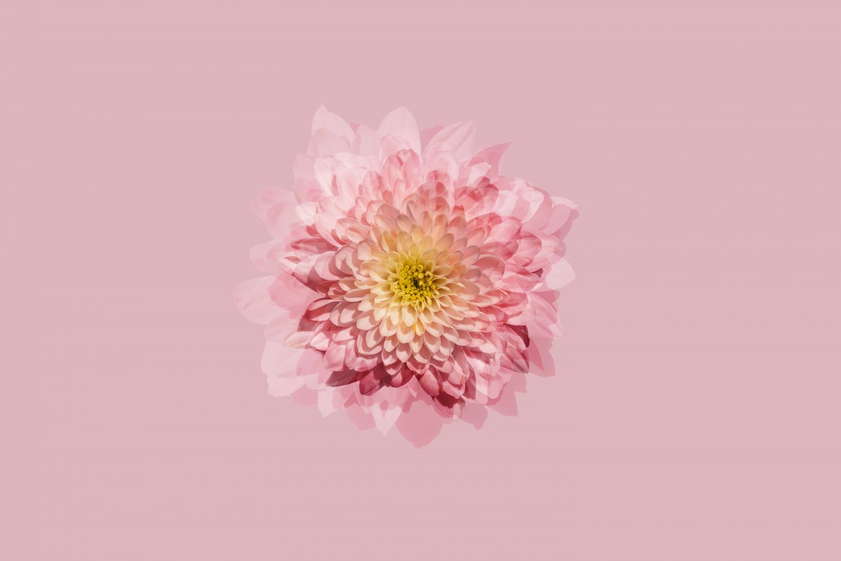 粉嫩的大丽花图片