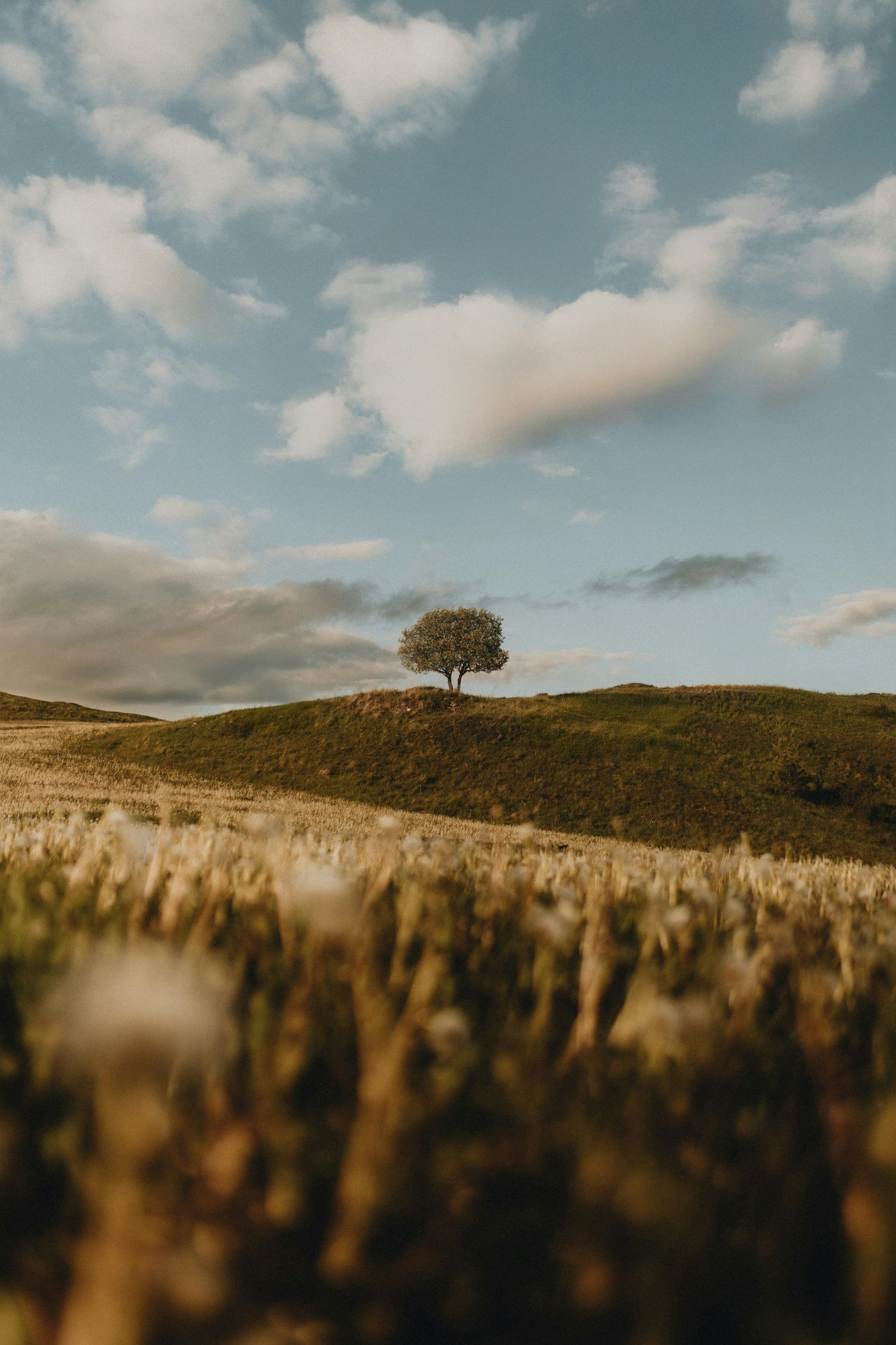 郊外的一棵树图片