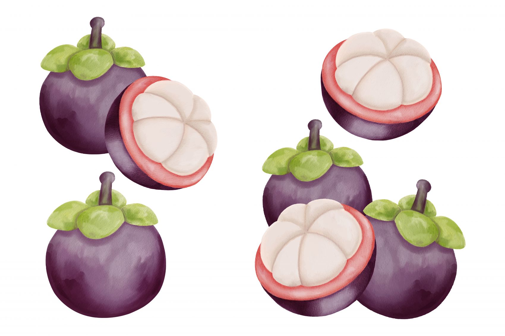 紫色山竹手绘插图图片