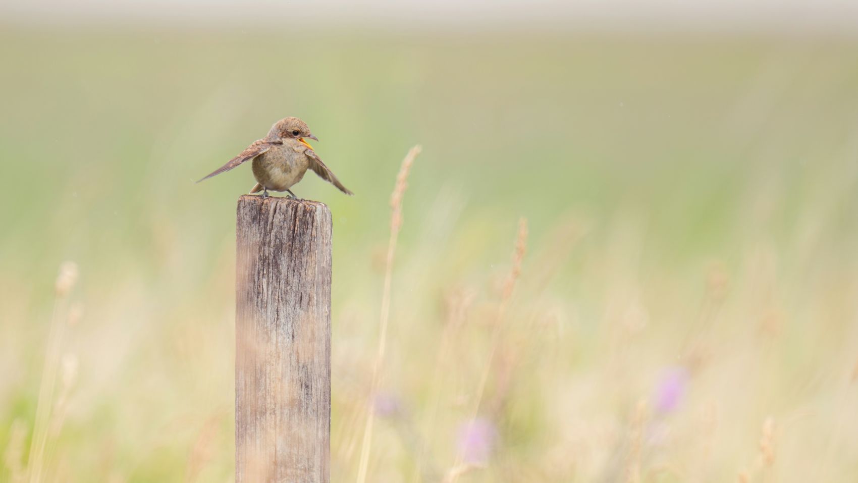 原野小鸟-自然里的灵动瞬间图片