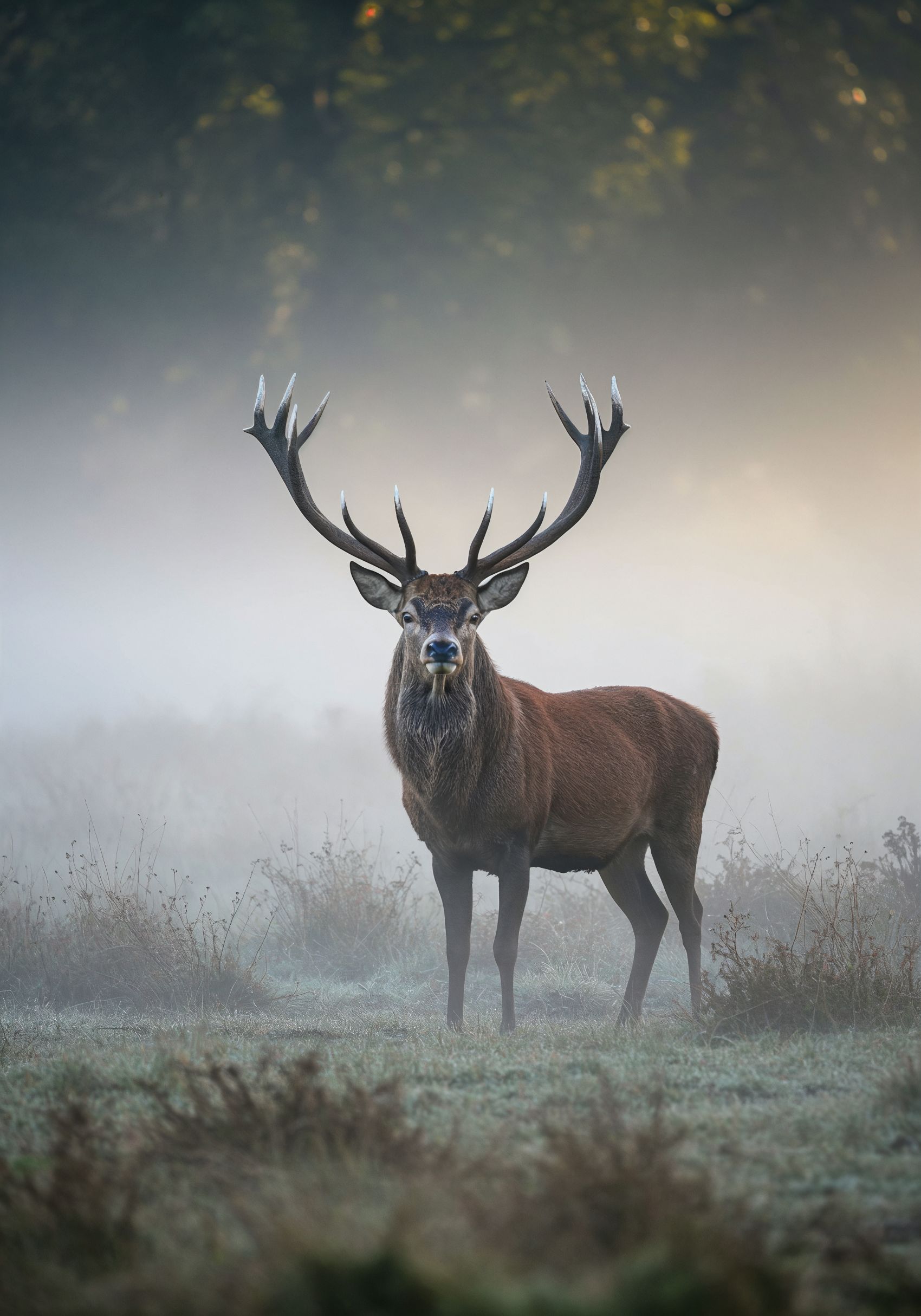 雾中雄鹿的野性与静谧图片