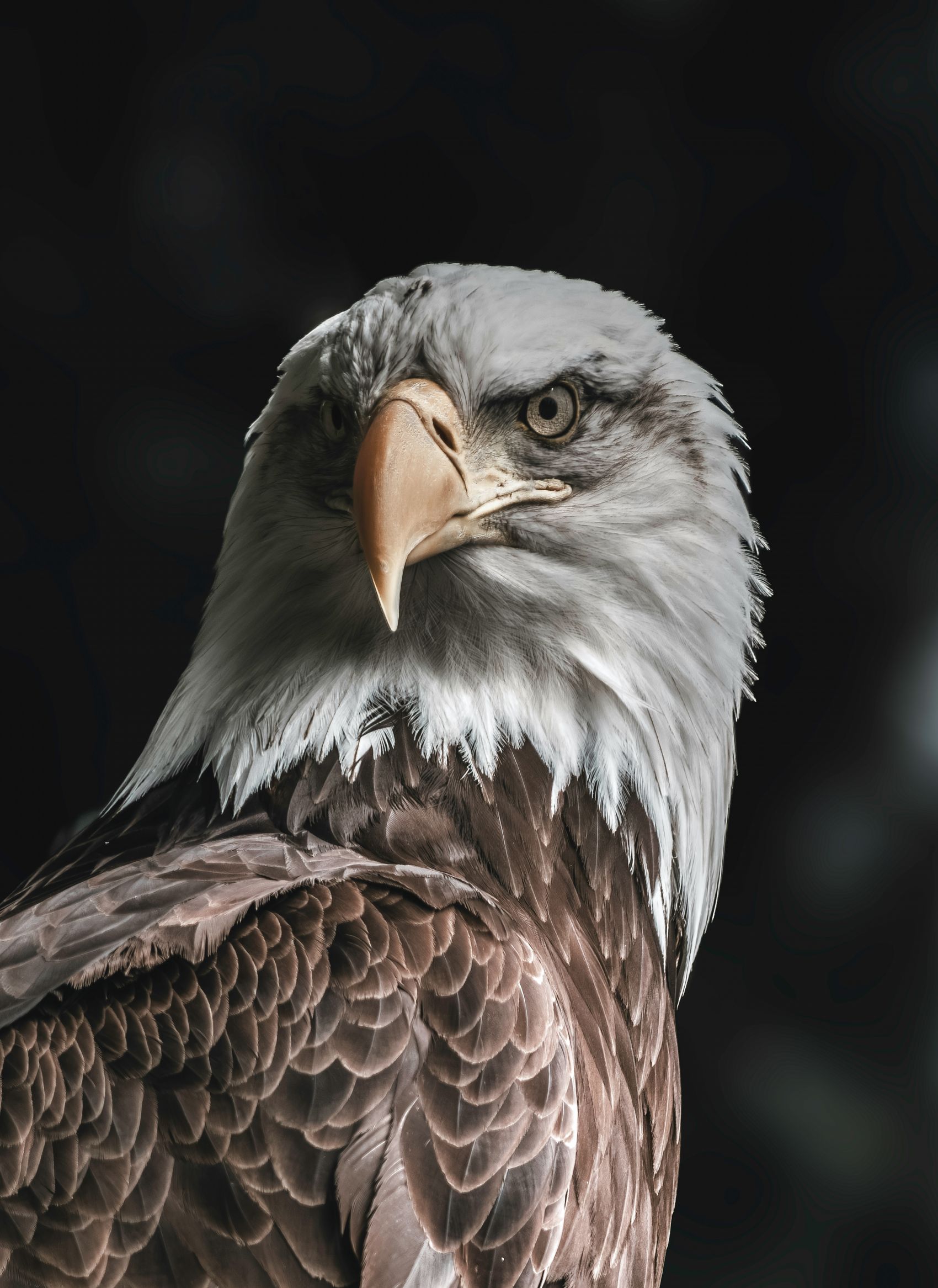 白头鹰的特写肖像图片