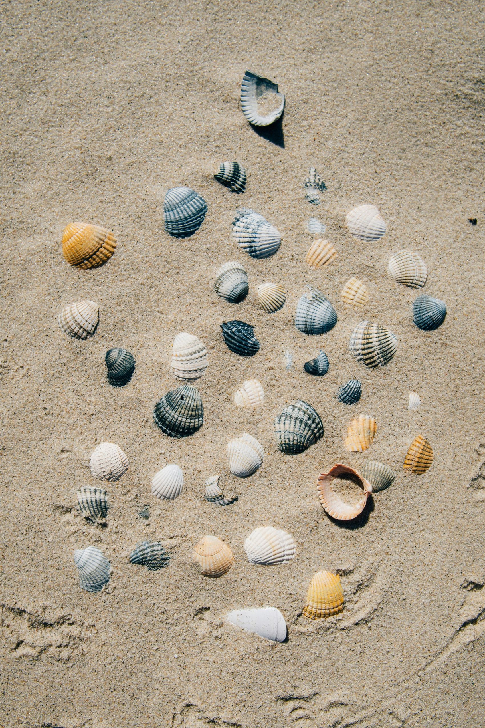 沙滩上的多彩贝壳图片