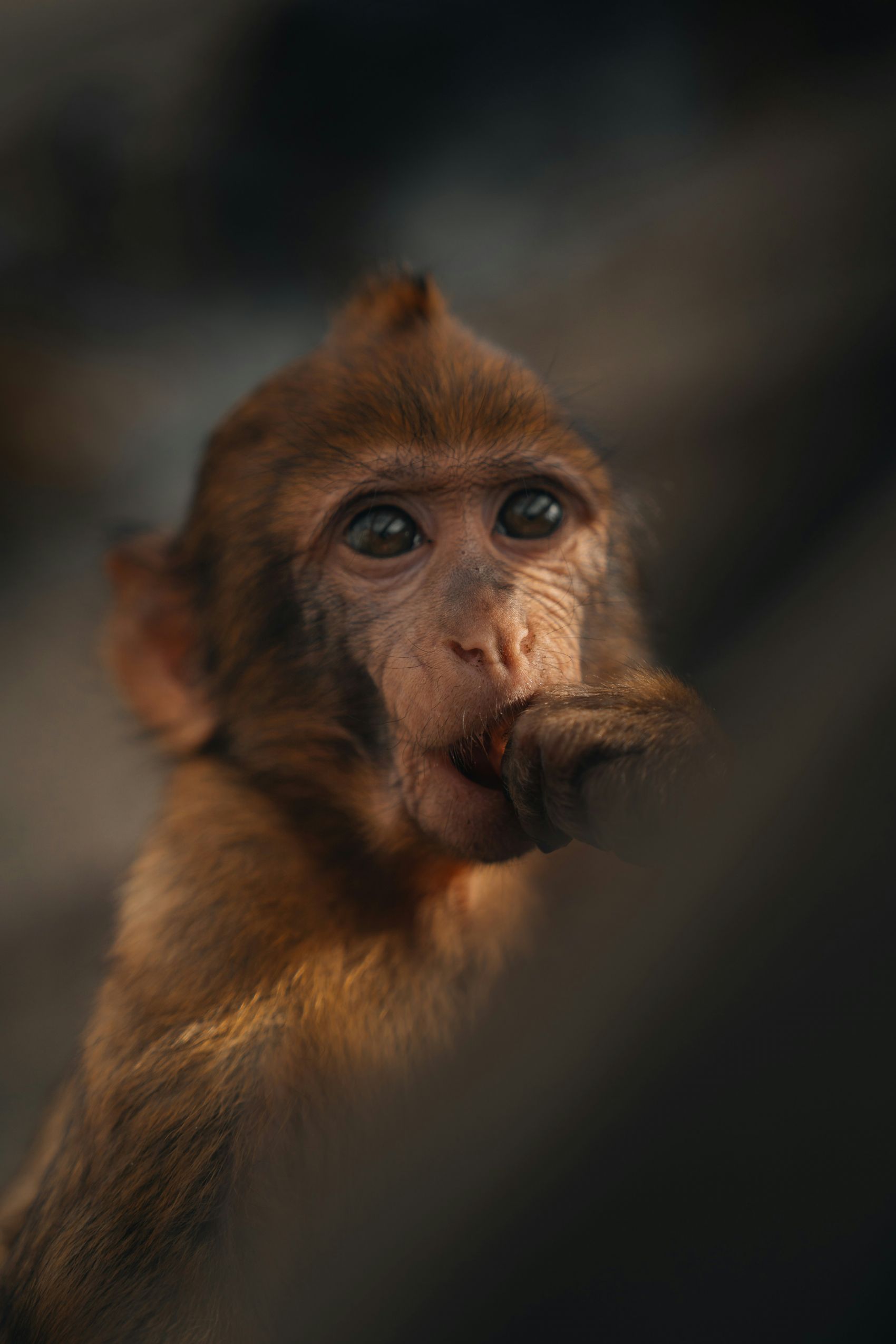 棕毛小猴神态灵动的自然萌态特写图片