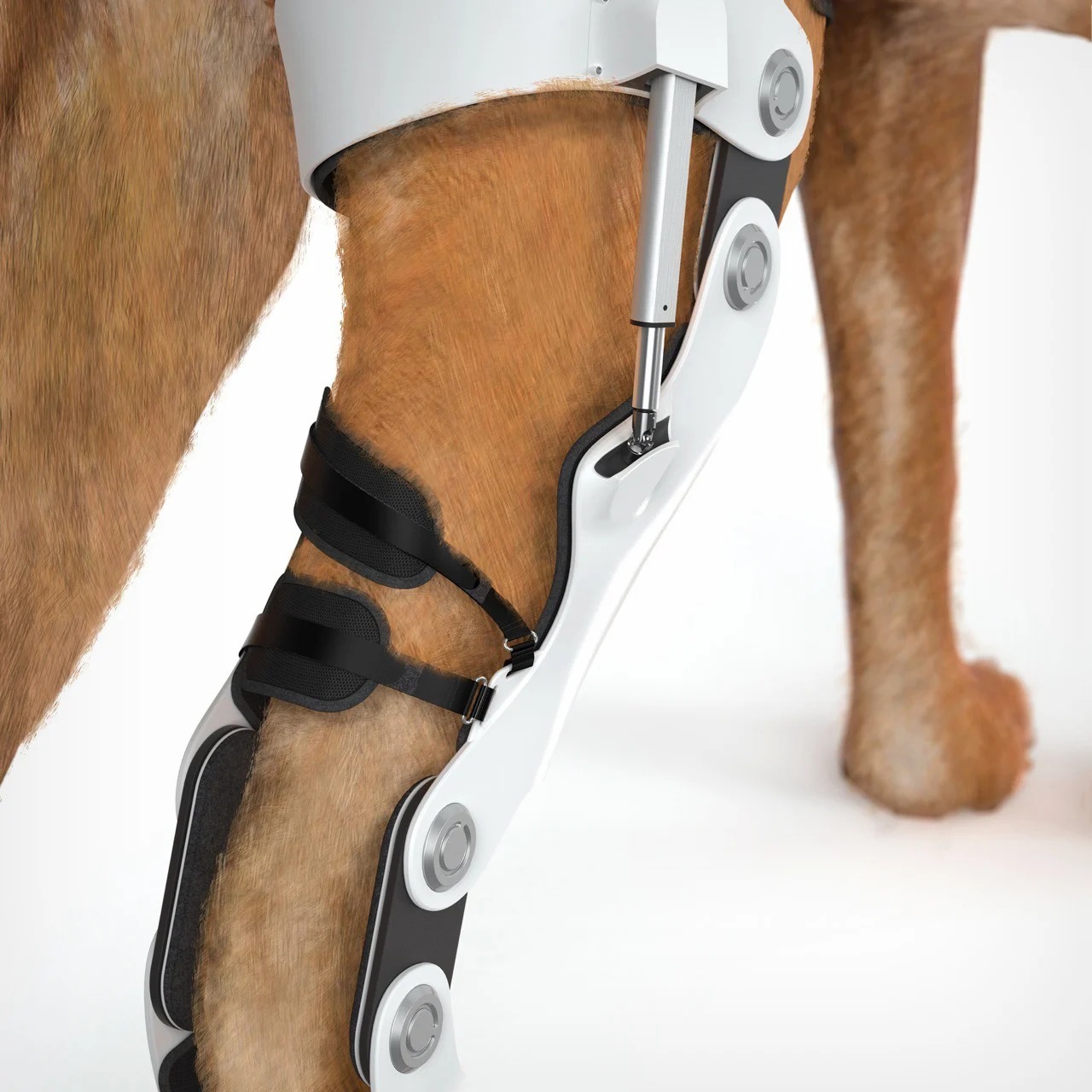 可以帮助受伤狗按照自己方式重新学习运动的智能宠物外骨骼---酷图编号3