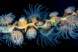 珊瑚纲海葵触角图