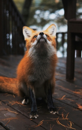 森林中的小赤狐