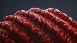 起褶皱的红色皮