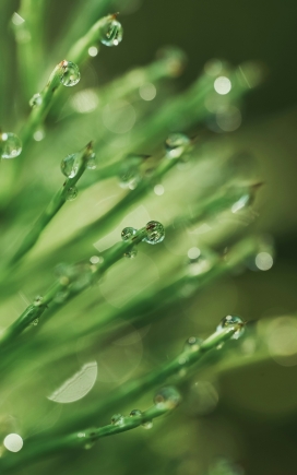 晶莹剔透的叶子水滴