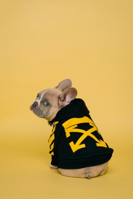 穿潮服的法斗犬萌趣写真