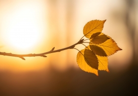 秋日黄昏枝叶光影诗意画面