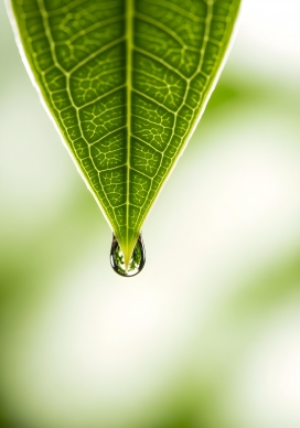 叶脉水滴的微观自然之美
