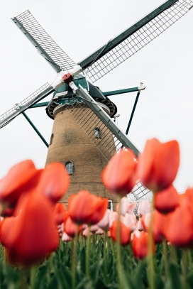 郁金香花田与复古风车景观