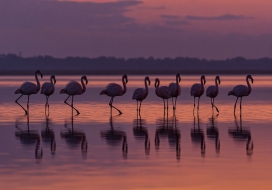 粉湖暮色-火烈鸟的优雅舞台