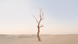 沙漠孤树-诠释生命坚韧与苍凉