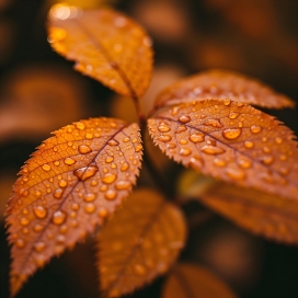 秋叶秋露-自然的雨滴秋叶微观诗意