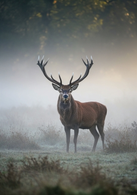 雾中雄鹿的野性与静谧