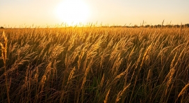 金色草野的落日浪漫