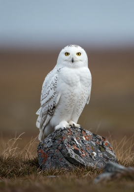 雪鸮立于岩石的生动姿态