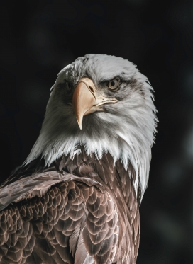 白头鹰的特写肖像