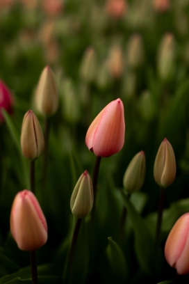 粉色郁金香花簇的特写