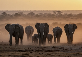非洲草原象群的黄昏迁徙