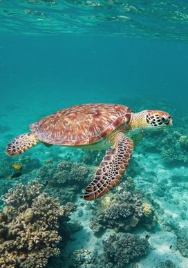 珊瑚礁海域中的海龟