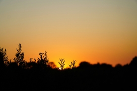 黄昏剪影自然景观摄影