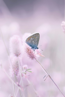 粉紫花海中蓝蝶的诗意栖息