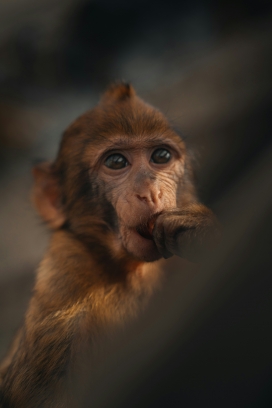 棕毛小猴神态灵动的自然萌态特写