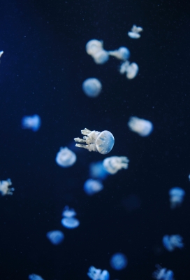 幽蓝深海中的透明水母群：空灵漂浮的海洋生灵