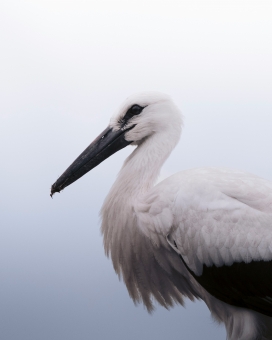 浅雾背景下的白鹳特写：羽色层次与幽黑喙部的自然生灵图景