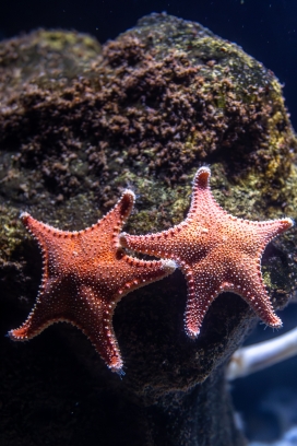橙红海星礁石栖息特写：海底生态的细腻纹理视觉