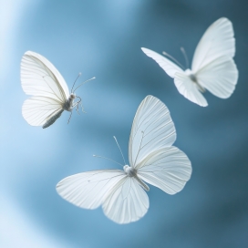 纯白蝴蝶群飞特写：浅蓝背景下的轻盈空灵自然画面