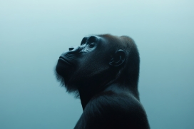 蓝调背景下的黑猩猩侧颜特写：质感毛发与沉思神态的动物摄影