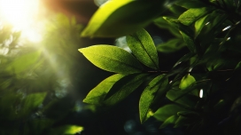 光脉新叶 逆光绿意自然特写