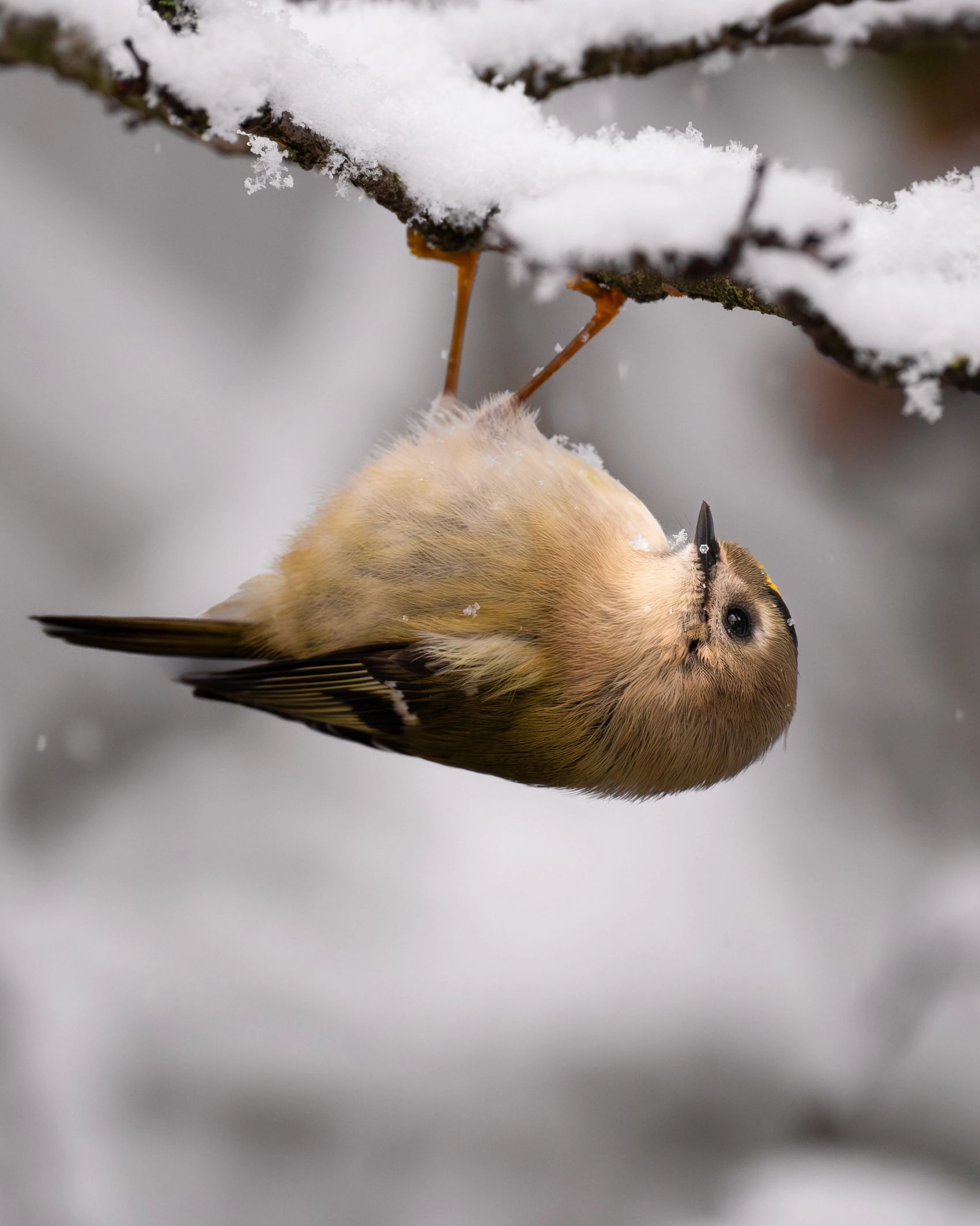 Wildlife Collection-冬林萌韵 - 温带原生动物群像图片