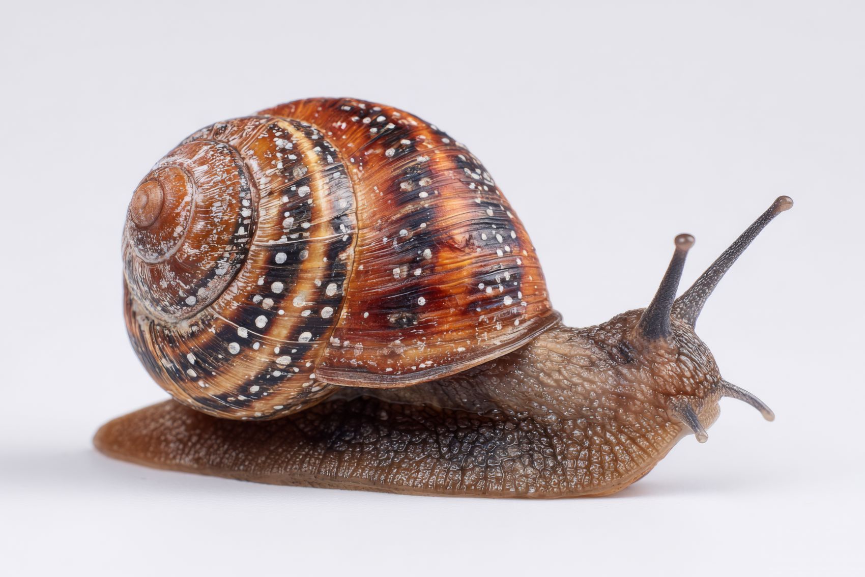 螺纹秘境 - 花园蜗牛的微距质感特写图片