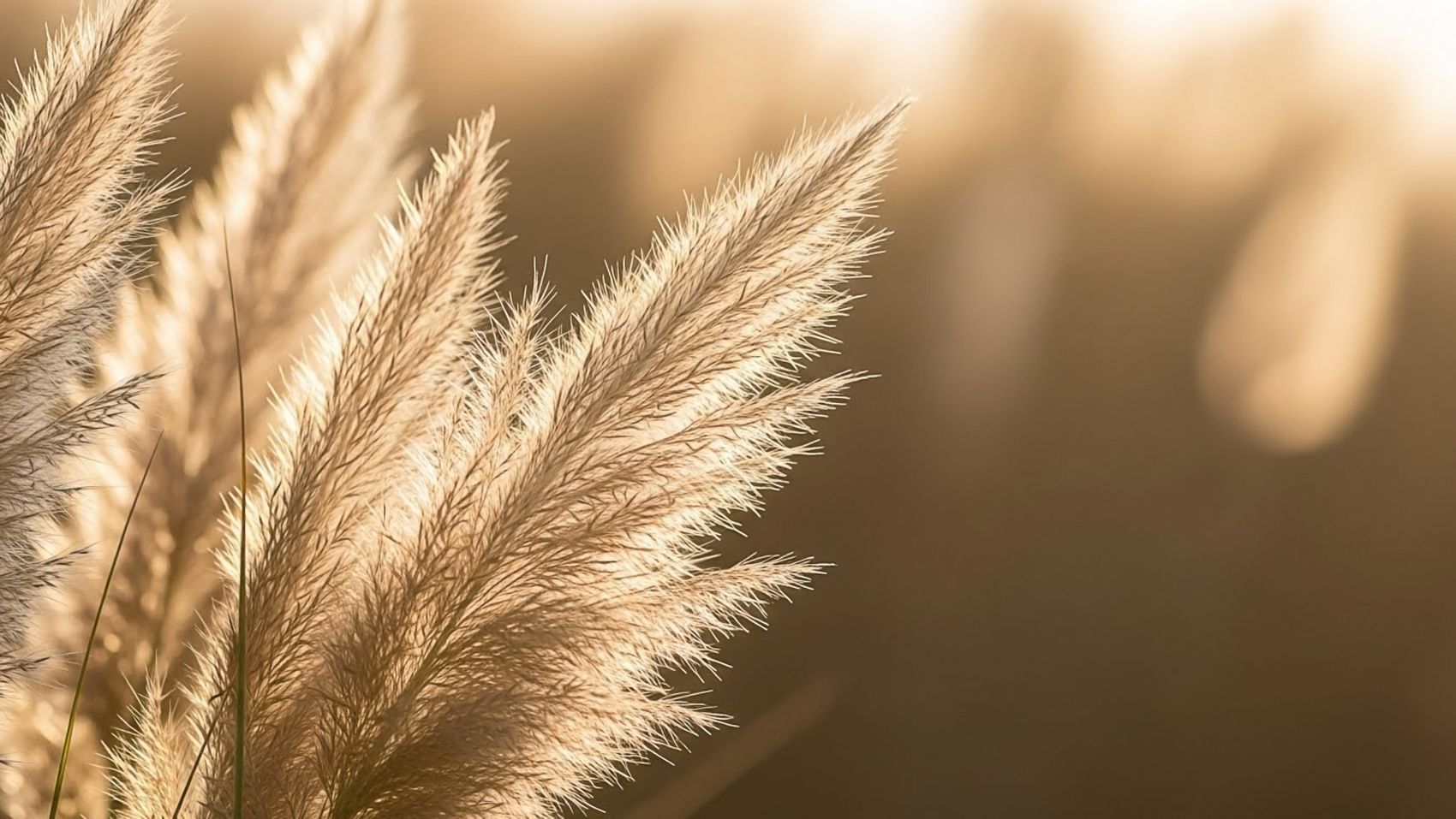 绒光絮语 - 蒲苇草的治愈系特写图片