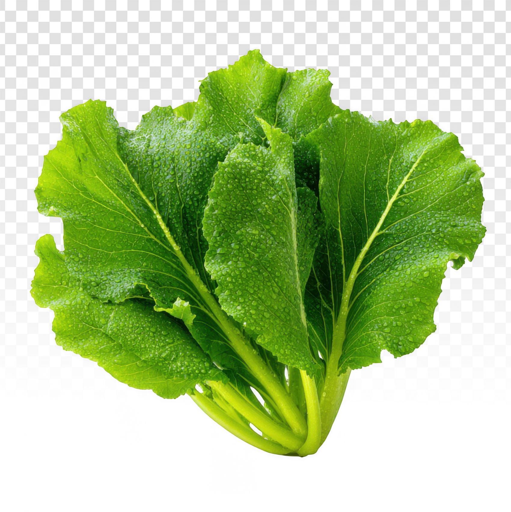 鲜绿欲滴-带水珠的芥菜食材特写图片