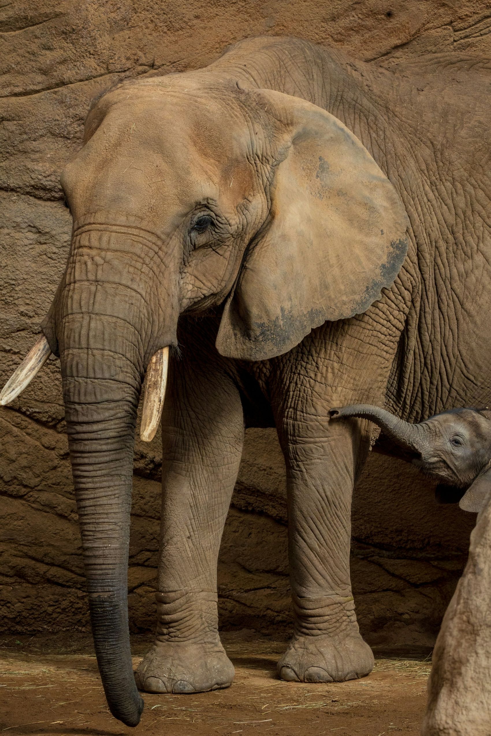 象群温情守护 陆地巨兽的亲子瞬间图片