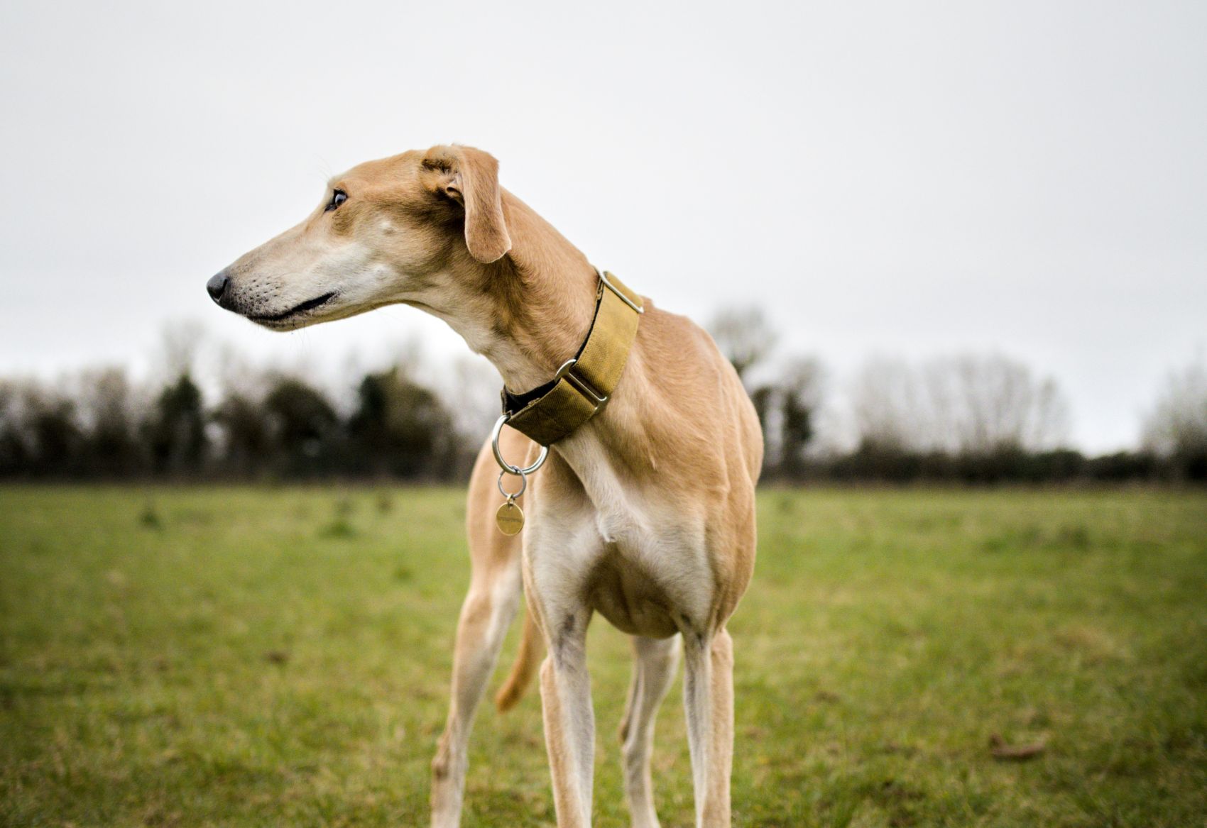 旷野灵缇 优雅猎犬户外肖像图片