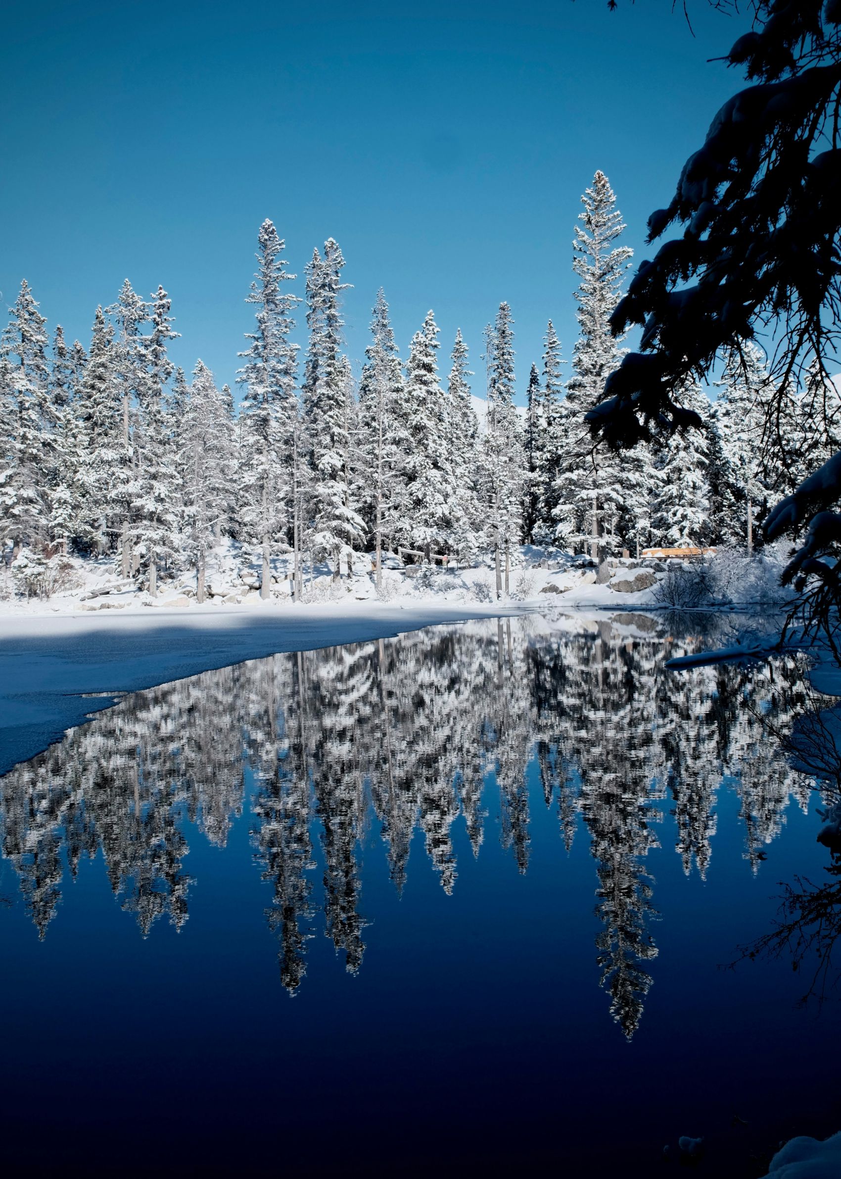雪林镜湖 冬日静谧自然盛景图片